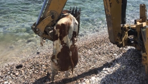 Çeşme'de sahile vuran ölü inek vatandaşları şaşırttı