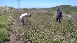 Çeşme'de Yeni Ürün; Greçka (Karabuğday)