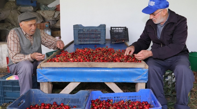 Dallarda Kiraz, Bayındır'da Bereket