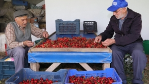 Dallarda Kiraz, Bayındır'da Bereket