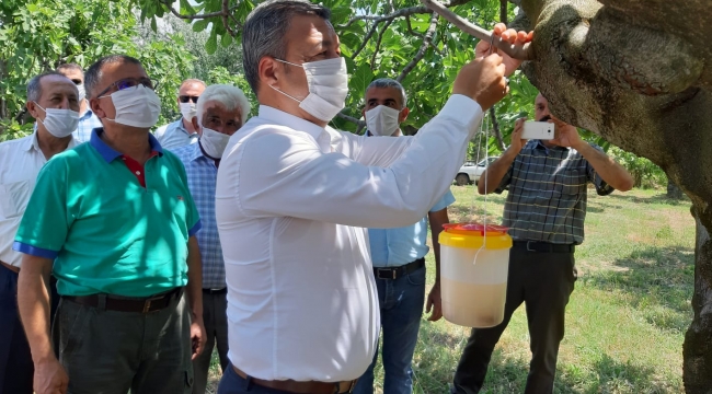 İzmir'de Ekşilik Böceği Tuzakları Asılıyor