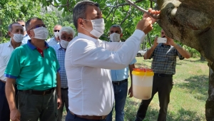 İzmir'de Ekşilik Böceği Tuzakları Asılıyor