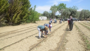 Kuşadası'nda 6500 Yerli Fide Toprakla Buluştu