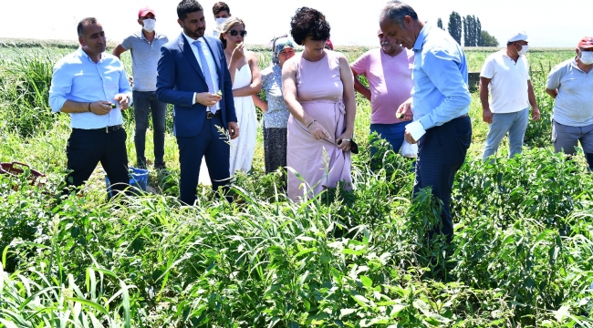 Büyükşehir'den istiridye mantarı üretimine destek