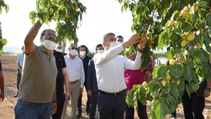 Kuru kayısının başına çifte talih kuşu kondu