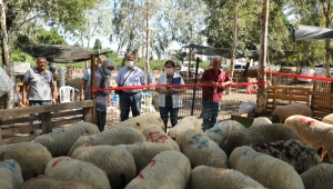 Seferihisar'da Kurbanlık Hayvan Pazarları her gün denetleniyor