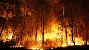 Türkiye'de yanan orman alanlarının %98'i insan kaynaklı