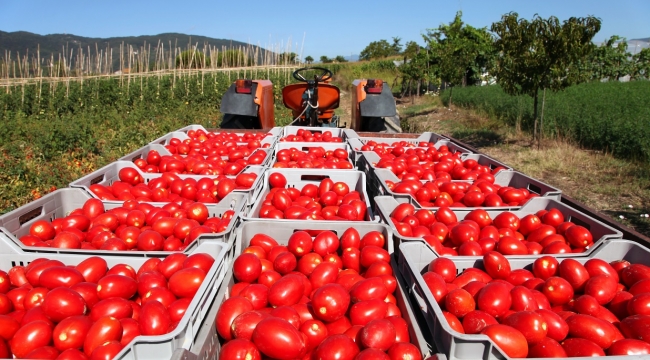 Irak taze domates ithalatı yasağını kaldırdı