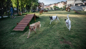 Kuşadası'nda Kimsesiz Can Dostlar Ömürlük Yuvalarına Kavuşuyor