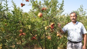 Nar Kabuğu Sirkesi Mucizesi