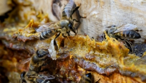 Propolis Koronavirüs'te Hem Korunmaya Hem de İyileşmeye Destek Oluyor