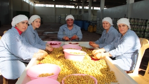 Sofralık zeytin ihracatında rekor