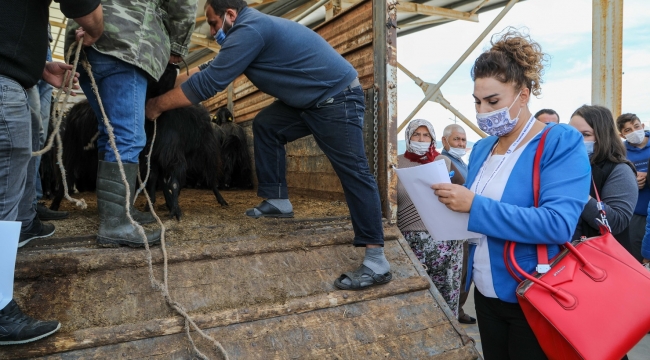 Bodrum Belediyesi Tarafından Üreticilere 350 Kıl Keçisi Hibe Edildi