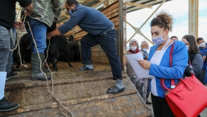 Bodrum Belediyesi Tarafından Üreticilere 350 Kıl Keçisi Hibe Edildi