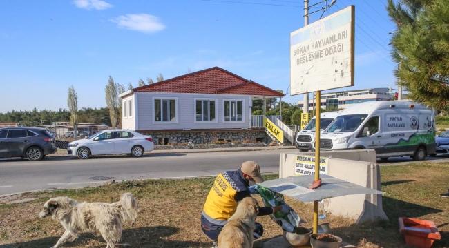 Buca Belediyesi kentte ve kırsalda mama desteğini artırdı 