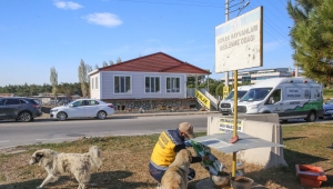 Buca Belediyesi kentte ve kırsalda mama desteğini artırdı 