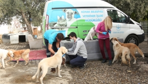 Konak'ta can dostlar için STK'larla işbirliğine devam