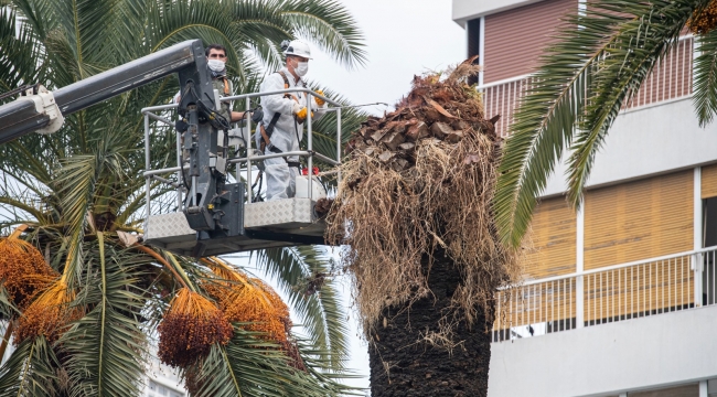 Palmiye ağaçlarına koruma kalkanı