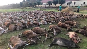Portekiz'de katliam: 540 vahşi geyik iki günde öldürüldü