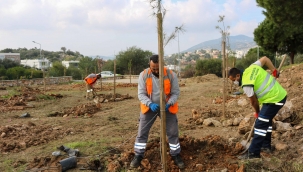 Bodrum Belediyesi'nden Fidan ve Ağaç Dikimi 