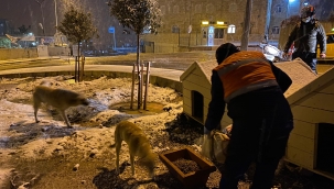 Buca Belediyesi, soğuk havalarda minik dostlarını unutmadı 