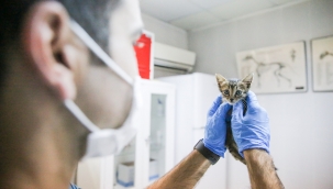 Dünya Kediler Günü'nde Buca'nın kedi raporu 