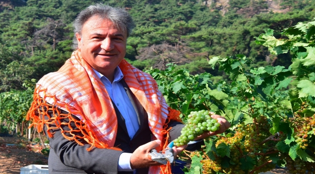 Bornova'da ücretsiz sebze fidanı 