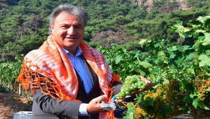 Bornova'da ücretsiz sebze fidanı 
