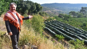 Bornova Misket Üzümü artık tescilli