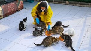 Buca'da engelli kedilere 5 yıldızlı hizmet 