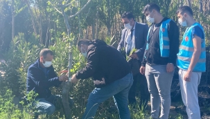 İzmir Ülkü Ocakları Yabani Ağaçlara Meyve Aşılıyor