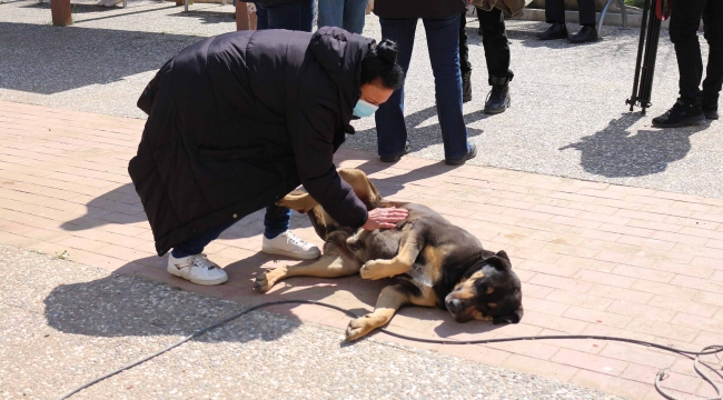Karşıyaka Belediyesi'nden bir ilk: Sokak köpekleri rehabilite edilecek