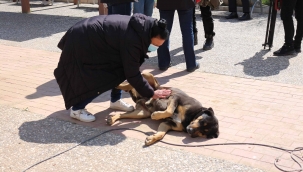 Karşıyaka Belediyesi'nden bir ilk: Sokak köpekleri rehabilite edilecek