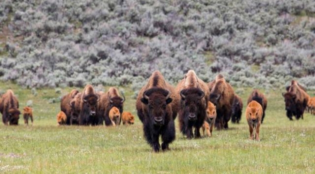 400 bizonu öldürecek gönüllüler aranıyor