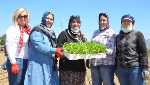 "Aynısefa" Bitkisi Üretimi Menemenli Kadınlarla Başladı