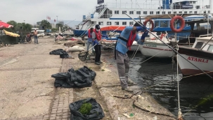 Körfez'deki deniz marulları temizleniyor