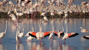 UNESCO Dünya Mirası Olmaya Hazırlanan İzmir'in Gediz Deltası'nda Üreyen Kuş Atlası Çalışması Tamamlandı