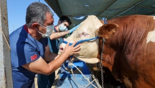 Bornova'da Kurban satış yerleri hazır