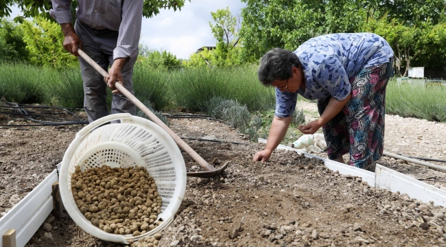 Buca kırsalında salep kalkınması: Kilogramı 750 TL'yi bulan salep Buca'da üretilecek