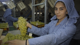 Diyabet hastalarının gözdesi Superior Seedless Çeşidi Sofralık Üzüm ihracat yolcusu