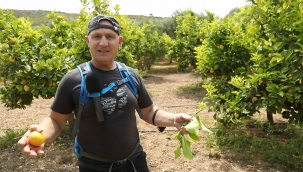 Fairy'den Çeşme Limonu'na Destek