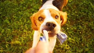 Kedi ve köpeklerin yuttuğu yabancı cisimler hayatlarını riske edebilir!