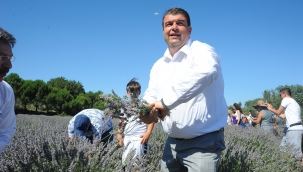 Mis kokulu lavanta hasadına geri sayım başladı