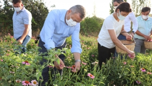 Seferihisar'da Bakanlık Hibeyle Dikilen Ekinezyalar Hasat ediliyor