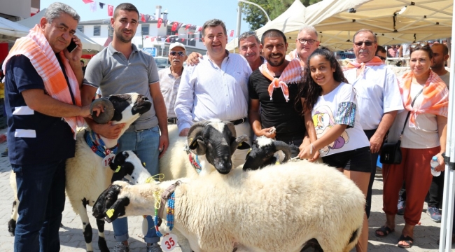 6. Ovacık Tarım ve Sakız Koyunu Festivali başlıyor! 