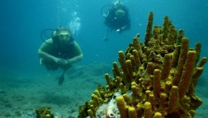 Çeşme'de Sualtının Büyülü Dünyasını Keşfetmenin Tam da Zamanı