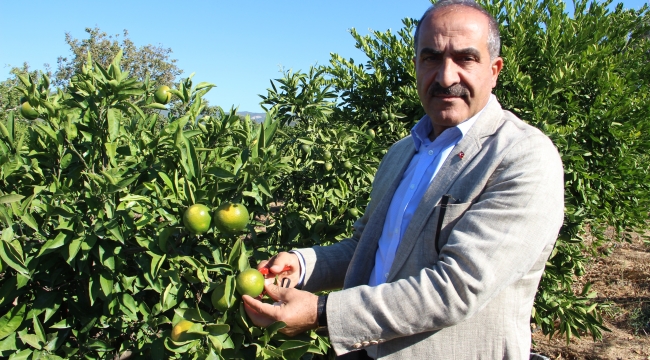 Mandalinalar ihtiyaç sahipleri için hasat edildi