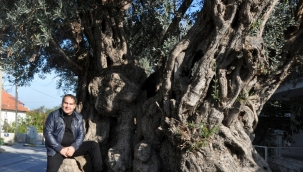 Akansu'nun gözünden ilginç zeytin ağaçları