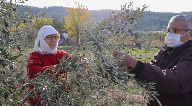 Buca'da "burs hasadı" başladı