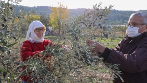 Buca'da "burs hasadı" başladı